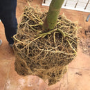 MycoTerra Kraken 114g, 226g, 454g / graanulid