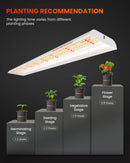 Spider Farmer SF600 LED + S-Station / išmanusis daiginimo apšvietimo rinkinys – galerijos nuotrauka 5